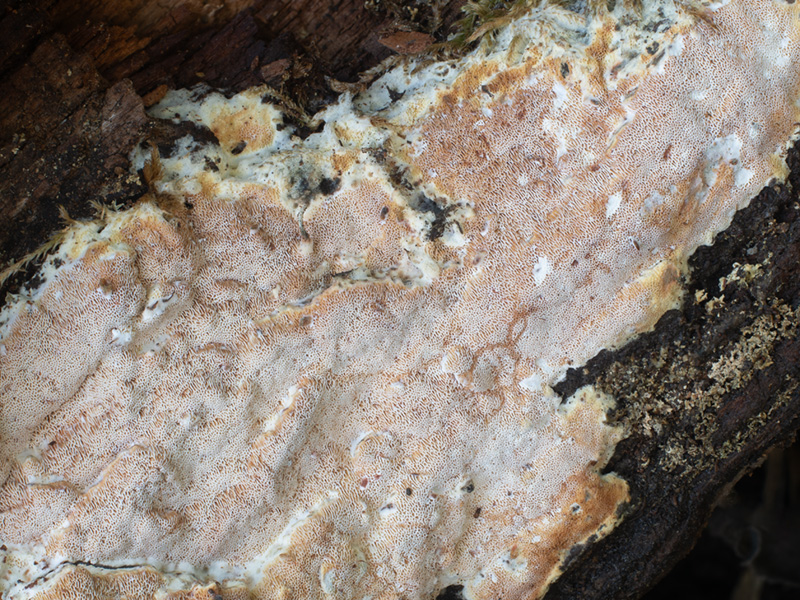 Ceriporia mellita Ceriporia mellita